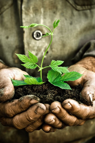 Manos agarrando una planta